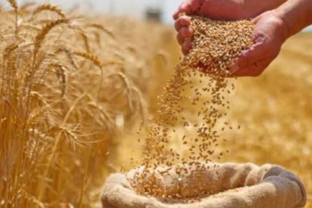 Wheat sacks in a Banda mandi as wheat prices rise to Rs 2,625 per quintal