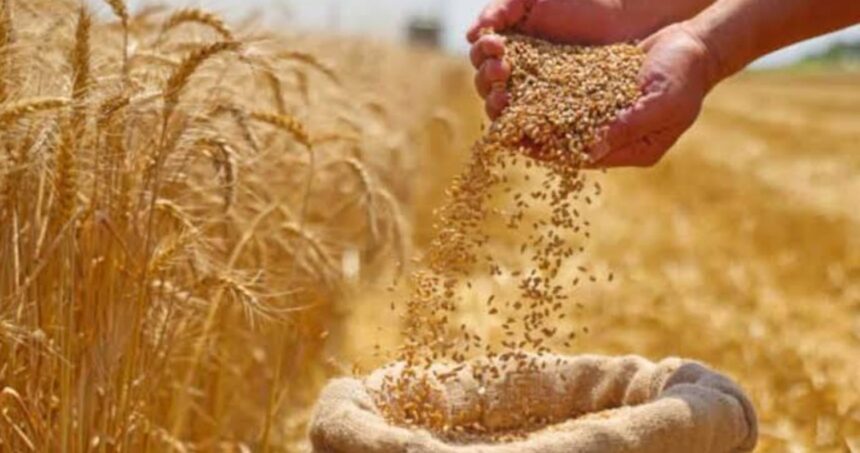 Wheat sacks in a Banda mandi as wheat prices rise to Rs 2,625 per quintal
