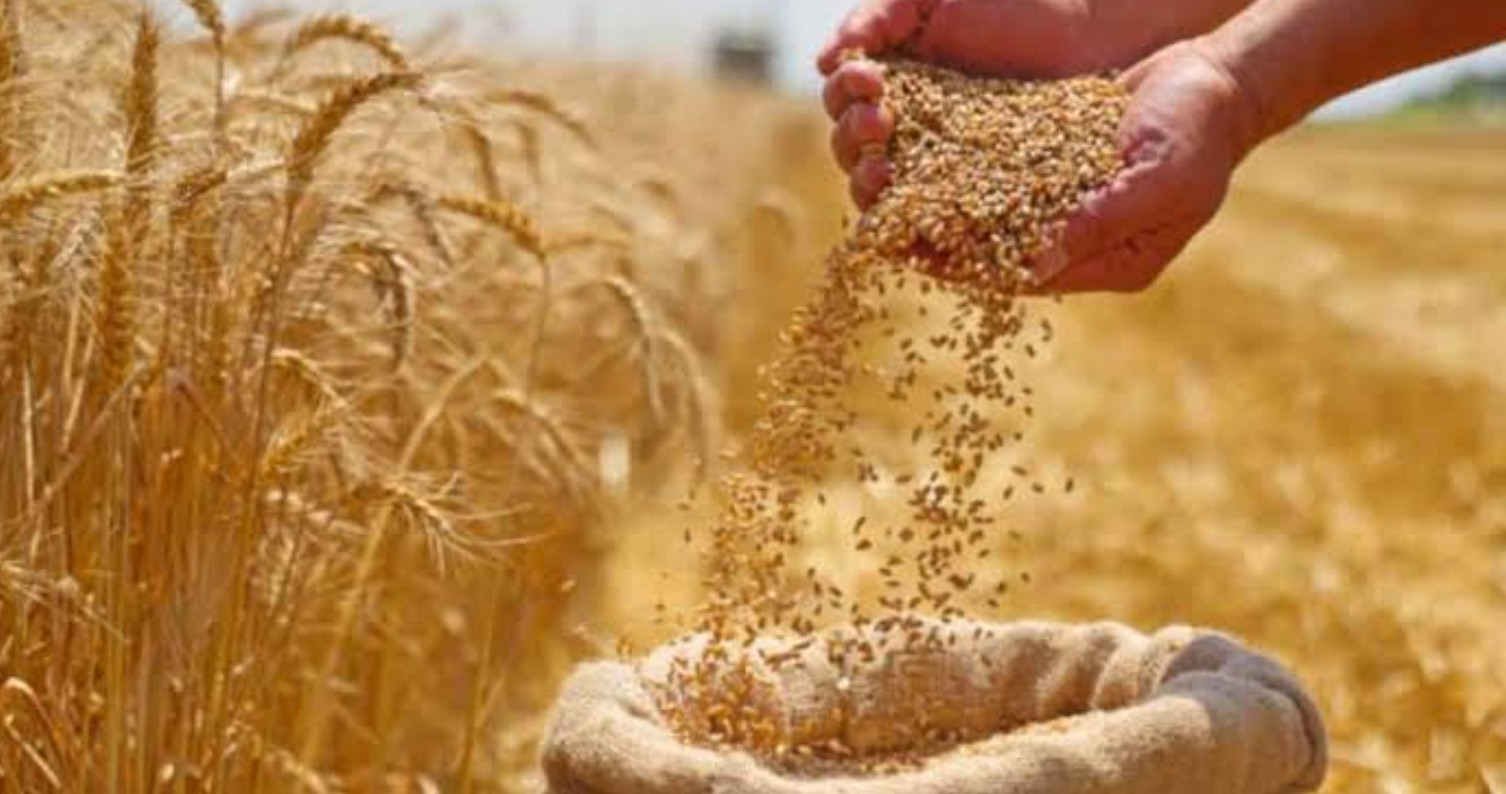 Wheat sacks in a Banda mandi as wheat prices rise to Rs 2,625 per quintal