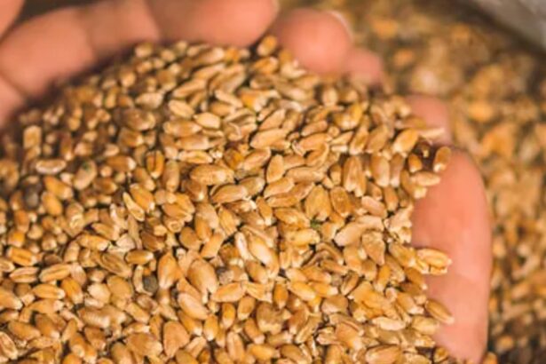 India wheat export opportunity as global buyers seek diversified wheat suppliers