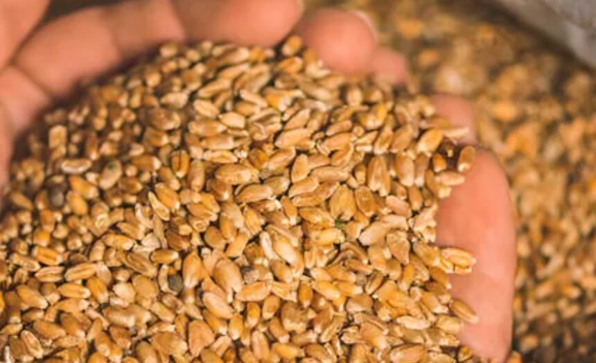 India wheat export opportunity as global buyers seek diversified wheat suppliers